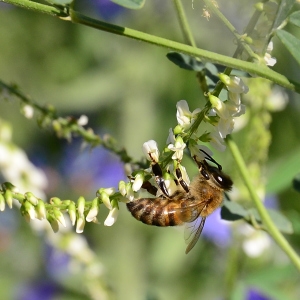 Photographie n°2321985 du taxon Trigonella alba (Medik.) Coulot & Rabaute [2013]