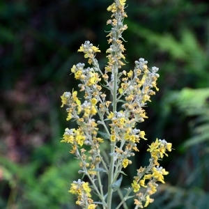 Photographie n°2322020 du taxon Verbascum lychnitis L. [1753]