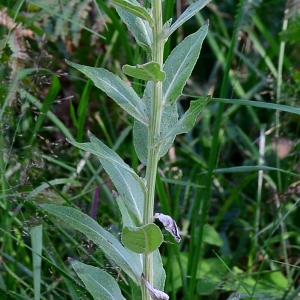 Photographie n°2322022 du taxon Verbascum lychnitis L. [1753]