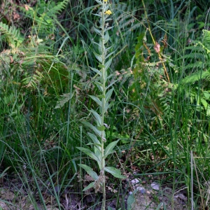 Photographie n°2322024 du taxon Verbascum lychnitis L. [1753]