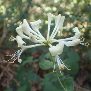 Photographie n°2322028 du taxon Lonicera periclymenum L. [1753]