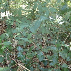 Photographie n°2322029 du taxon Lonicera periclymenum L. [1753]