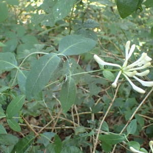 Photographie n°2322030 du taxon Lonicera periclymenum L. [1753]