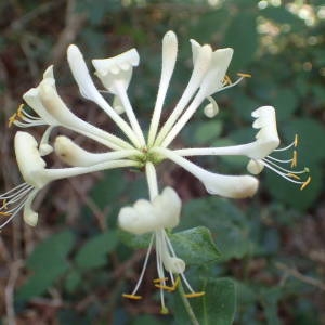 Photographie n°2322031 du taxon Lonicera periclymenum L. [1753]