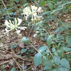 Photographie n°2322032 du taxon Lonicera periclymenum L. [1753]