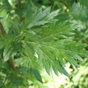 Photographie n°2322040 du taxon Artemisia vulgaris L. [1753]