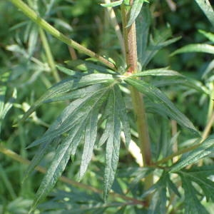 Photographie n°2322041 du taxon Artemisia vulgaris L. [1753]