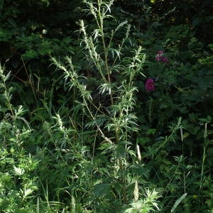 Photographie n°2322043 du taxon Artemisia vulgaris L. [1753]