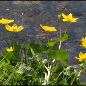 Photographie n°2322045 du taxon Caltha palustris L. [1753]