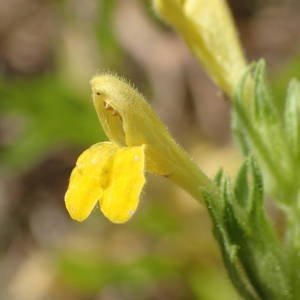 Photographie n°2322063 du taxon Parentucellia viscosa (L.) Caruel [1885]