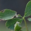  Liliane Roubaudi - Potentilla sibbaldii Haller f. [1818]