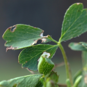 Photographie n°2322090 du taxon Potentilla sibbaldii Haller f. [1818]