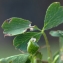  Liliane Roubaudi - Potentilla sibbaldii Haller f. [1818]