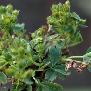 Sibbaldia cuneata Edgew. (Sibbaldie à tiges couchées)