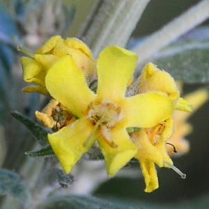 Photographie n°2322092 du taxon Verbascum lychnitis L. [1753]