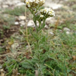 Photographie n°2322145 du taxon Achillea odorata L. [1759]