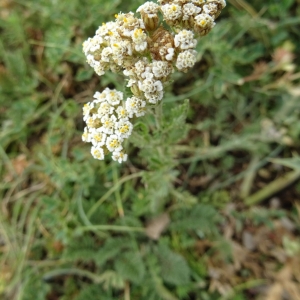 Photographie n°2322146 du taxon Achillea odorata L. [1759]