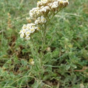 Photographie n°2322147 du taxon Achillea odorata L. [1759]