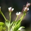  Liliane Roubaudi - Cardamine alpina Willd. [1800]