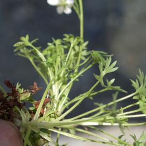 Photographie n°2322167 du taxon Saxifraga geranioides L. [1755]