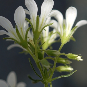 Photographie n°2322168 du taxon Saxifraga geranioides L. [1755]