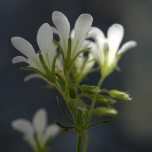 Photographie n°2322169 du taxon Saxifraga geranioides L. [1755]