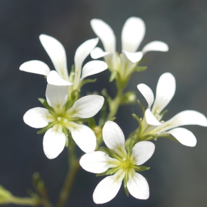 Photographie n°2322170 du taxon Saxifraga geranioides L. [1755]