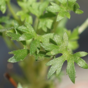 Photographie n°2322174 du taxon Saxifraga geranioides L. [1755]