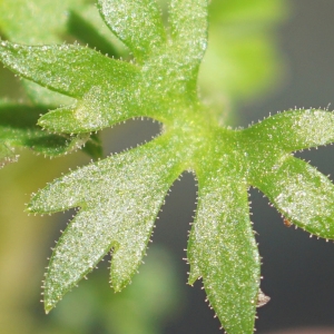 Photographie n°2322175 du taxon Saxifraga geranioides L. [1755]