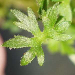 Photographie n°2322176 du taxon Saxifraga geranioides L. [1755]