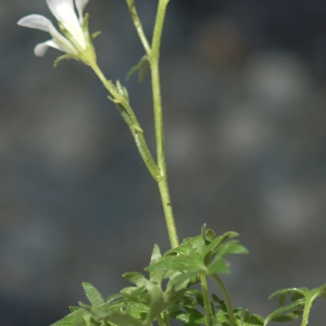 Photographie n°2322177 du taxon Saxifraga geranioides L. [1755]