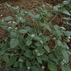 Photographie n°2322203 du taxon Heliotropium europaeum L. [1753]