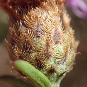 Photographie n°2322296 du taxon Centaurea decipiens Thuill. [1799]