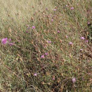 Photographie n°2322300 du taxon Centaurea decipiens Thuill. [1799]