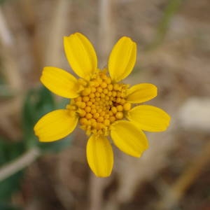 Photographie n°2322333 du taxon Glebionis segetum (L.) Fourr. [1869]