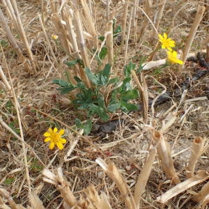 Photographie n°2322335 du taxon Glebionis segetum (L.) Fourr. [1869]