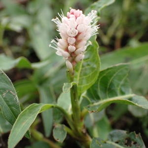 Photographie n°2322344 du taxon Persicaria amphibia (L.) Gray [1821]