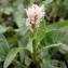  Sylvain Piry - Persicaria amphibia (L.) Gray [1821]