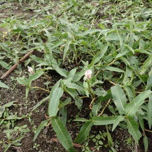 Photographie n°2322345 du taxon Persicaria amphibia (L.) Gray [1821]