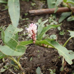 Photographie n°2322347 du taxon Persicaria amphibia (L.) Gray [1821]