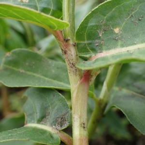 Photographie n°2322348 du taxon Persicaria amphibia (L.) Gray [1821]