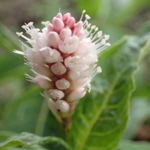 Photographie n°2322350 du taxon Persicaria amphibia (L.) Gray [1821]