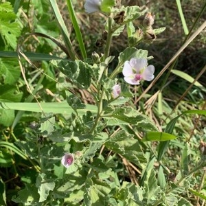 Photographie n°2322474 du taxon Althaea officinalis L.