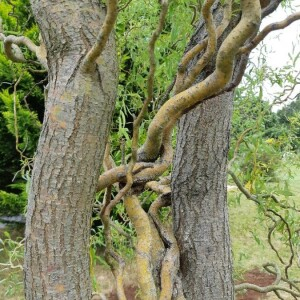 Photographie n°2322484 du taxon Salix babylonica L. [1753]