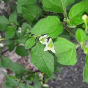 Photographie n°2322493 du taxon Solanum nigrum L. [1753]