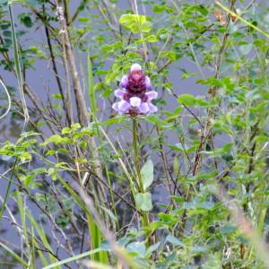 Photographie n°2322499 du taxon Prunella vulgaris L. [1753]