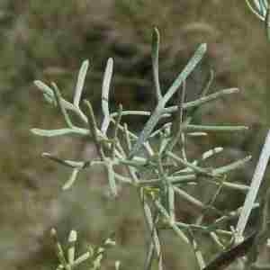 Photographie n°2322527 du taxon Artemisia chamaemelifolia Vill. [1779]