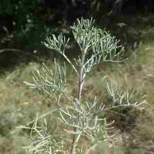 Photographie n°2322528 du taxon Artemisia chamaemelifolia Vill. [1779]