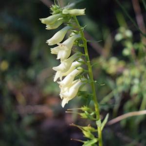 Photographie n°2322545 du taxon Digitalis lutea L. [1753]