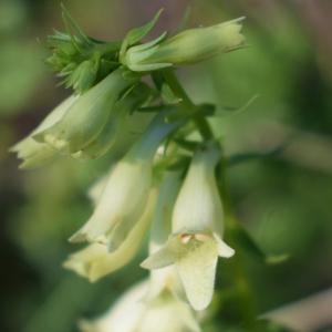 Photographie n°2322546 du taxon Digitalis lutea L. [1753]